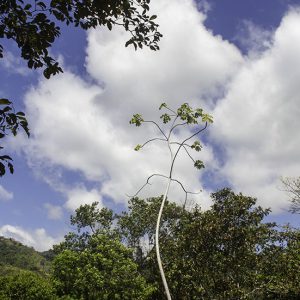 Near Osa Peninsula