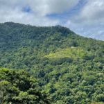 Nestle in the Lush Rainforest