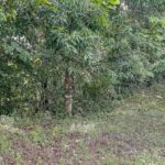 Verdant Splendor of the Jungle