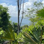 Enchanting Tropical Setting