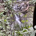 Beautiful Rainforest