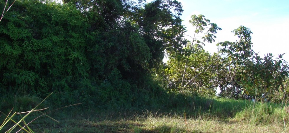 Two Large Land Parcels in Tinamastes with Fertile Soil