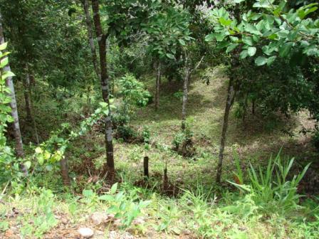 26 Acre Farmland in Jungle Setting with Ocean View