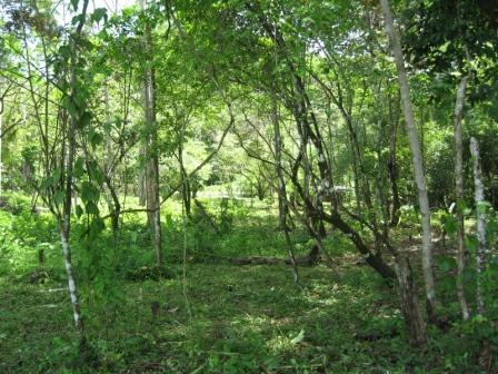 Two Riverfront Development Lots Available to Buy in Hatillo