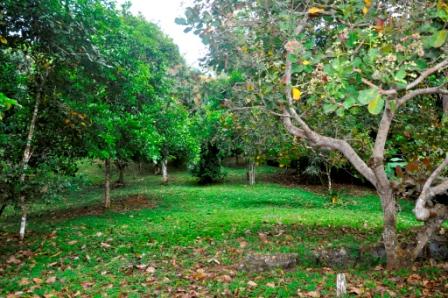 Platanillo of Baru Fruit Tree Lot Close to San Isidro