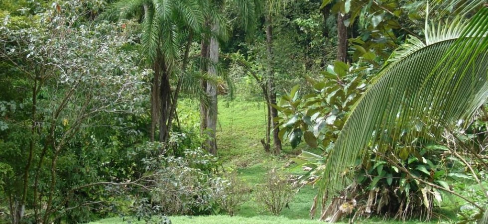 3 Acre Sustainable Fruit Farm with Streams Close to the Beach