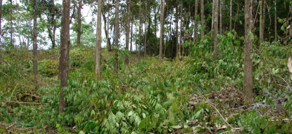 2.5 Acre Residential Development Lots at Bosques de Lagunas