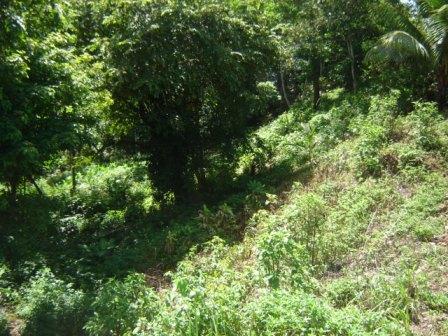 Over 12 Acres in Uvita with Commercial Building Potential