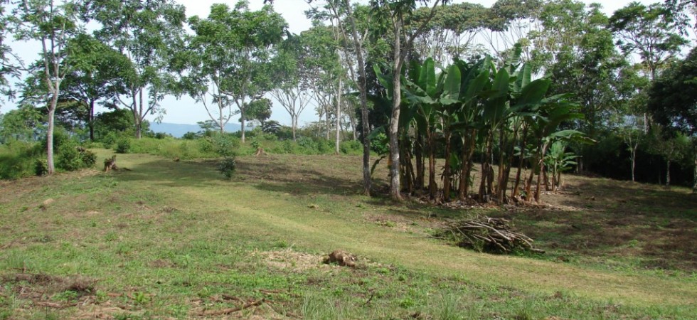28 Acre San Isidro Farm Property with Perfect Climate