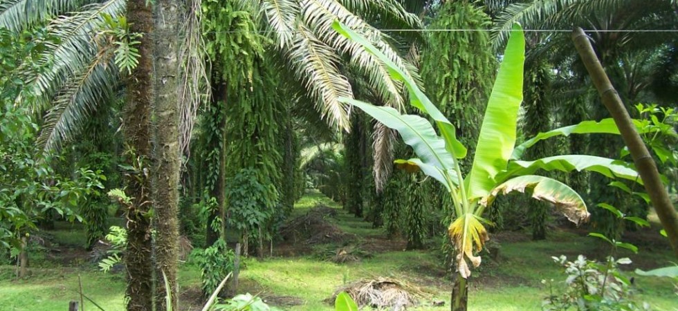 25 Acre Palm Oil Farm with 2 Bed 2 Bath Home On Site