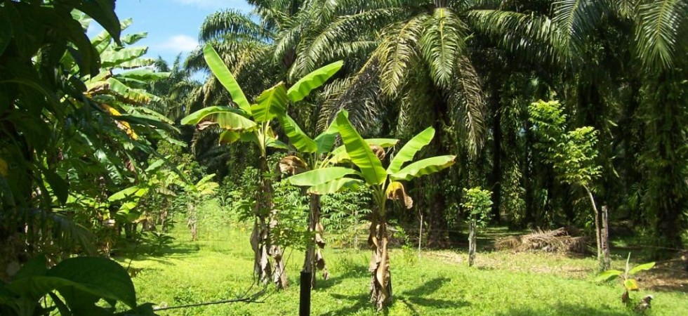 25 Acre Palm Oil Farm with 2 Bed 2 Bath Home On Site