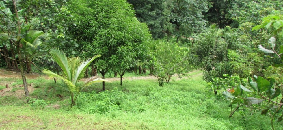 Affordable Jungle Cabin With Fruit Trees and Wildlife