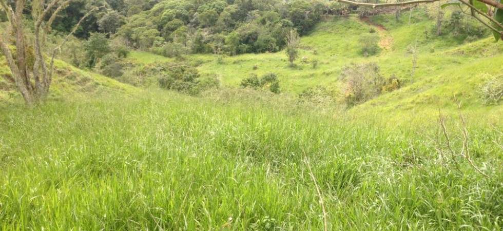 Ten Acre Land Foreclosure Steal Located Next to San Isidro