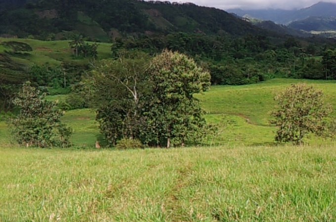412 Acre Cattle Farm With Fresh Water Source In Parrita