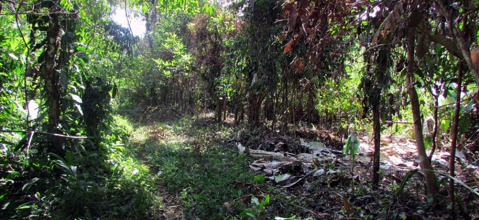 16 Acre Farmland With Fresh Water Streams in Las Tumbas