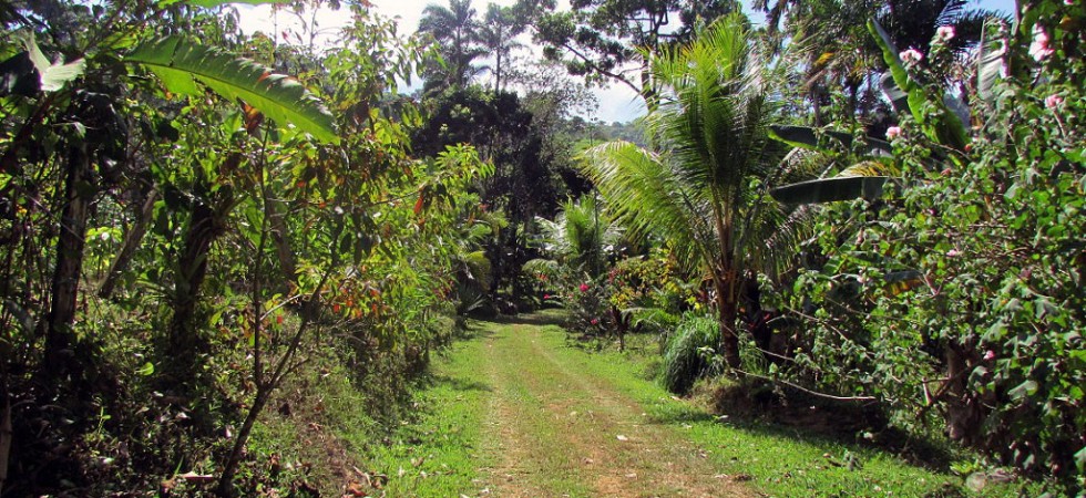 16 Acre Farmland With Fresh Water Streams in Las Tumbas