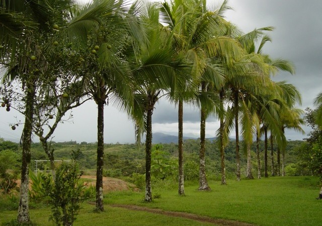 807 Acre Costa Rica Agricultural Ranch With Highway Frontage