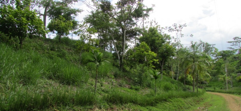 Ocean View Land In The Hills With Tropical Fruit Trees In Platanillo