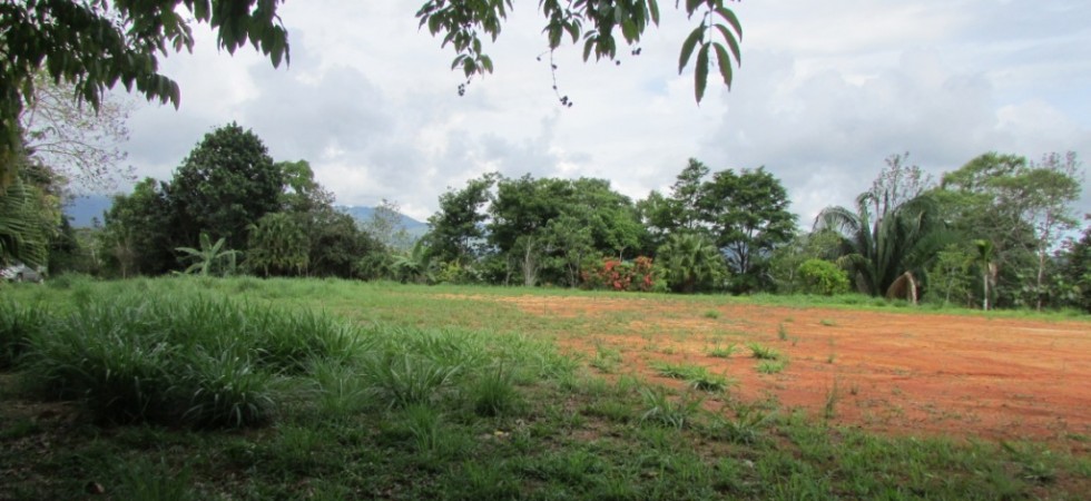 Ocean View Land In The Hills With Tropical Fruit Trees In Platanillo