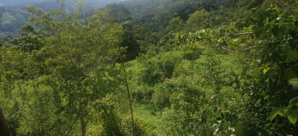 Punta Mira 41 Acre Mountain Property Above The Town Of Platanillo