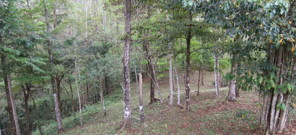Great Building Site With Land For A Home and a Small Farm in Platanillo