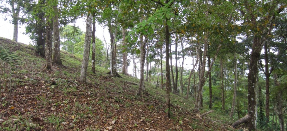Great Building Site With Land For A Home and a Small Farm in Platanillo