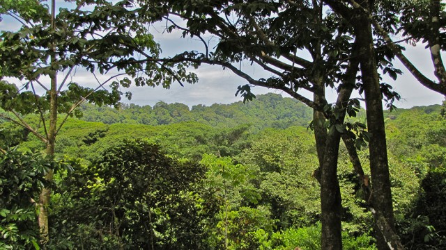 Rainforest Zones