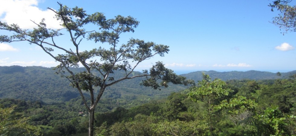 Ocean View Land With Over Three Acres Near The Beaches Of Dominical