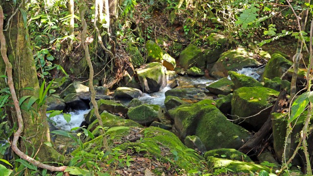 Beautiful Forest Areas