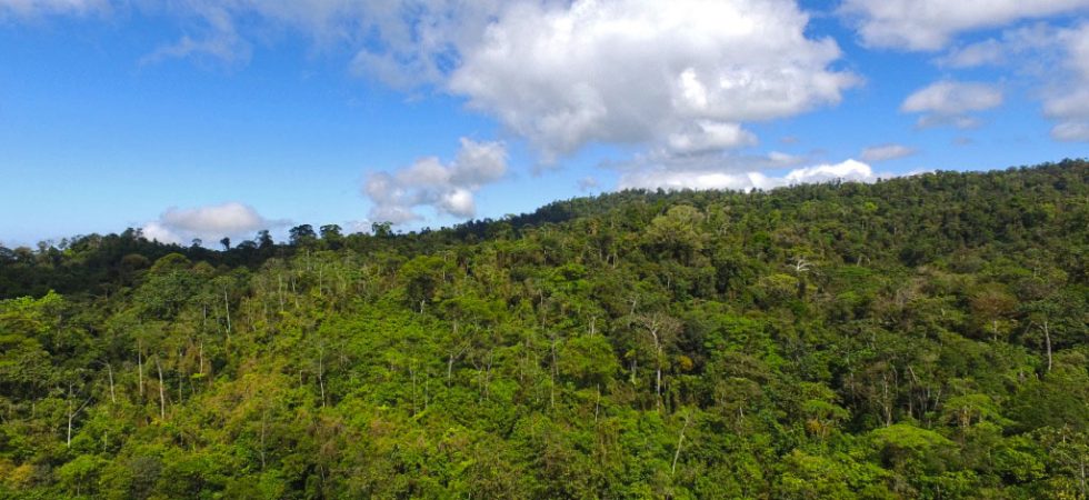 770 Acres In Southern Costa Rica With Vital Wildlife Corridors