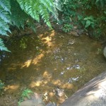 Fresh Water Creek