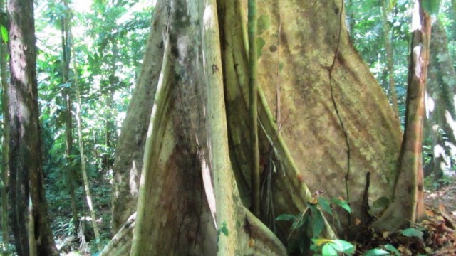 Conservation Land In Southern Costa Rica