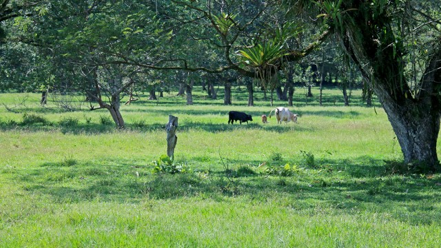 Cattle Property