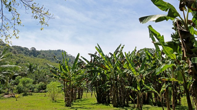 Agricultural Land