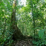Rainforest Property