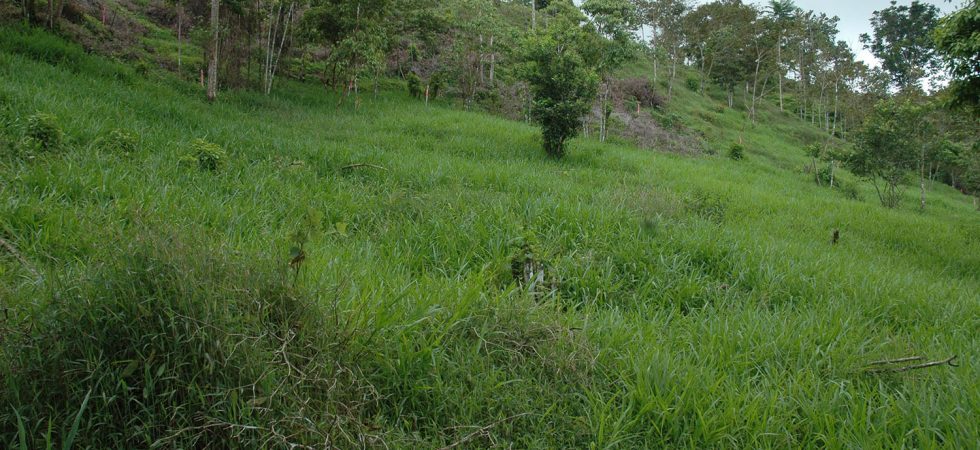 Fire Sale Price For 2 Acre Ocean View Home Site Near Ojochal