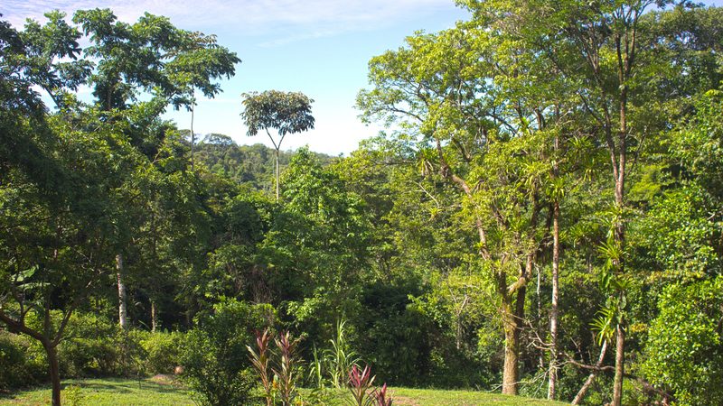 Affordable Home Nestled In The Rainforest Close To The Town Of Uvita