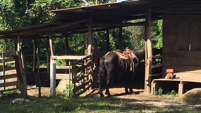Cattle Ranch In Costa Rica