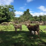 Cattle Ranch In Costa Rica