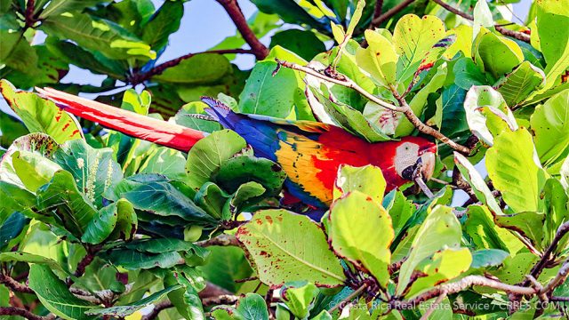 Scarlet Macaw Costa Rica