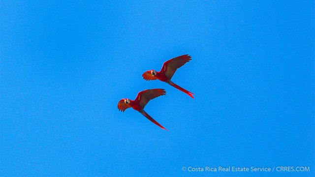 Scarlet Macaws Costa Rica