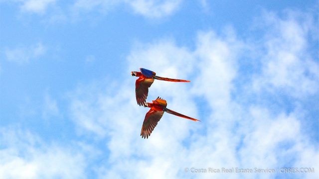 Scarlet Macaws Costa Rica
