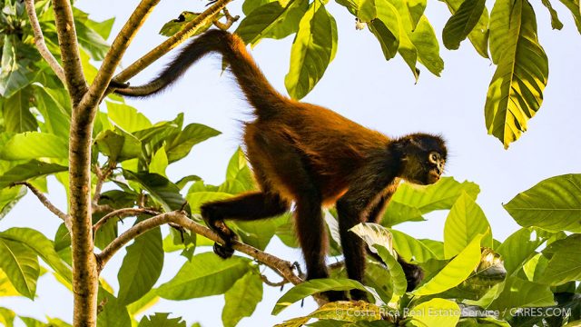 Geoffroy's spider monkey Costa Rica