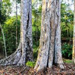 Old-Growth Rainforest