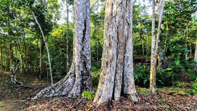 Old-Growth Rainforest