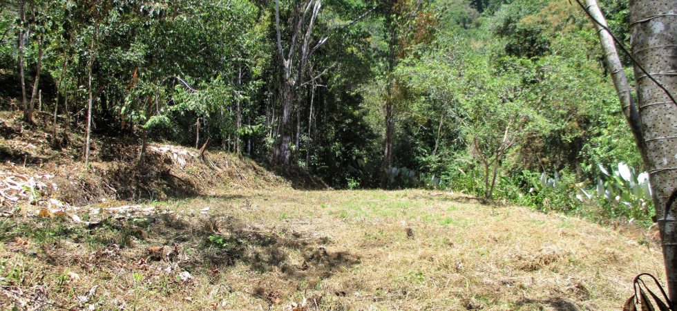 Large Land Parcel In Dominicalito Bordering A River In The Rainforest