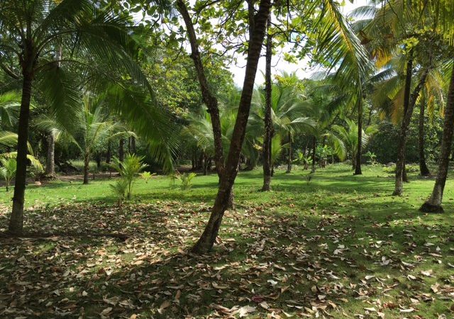 Almost 1/2 Acre Of Beachfront Concession Land In Playa Matapalo