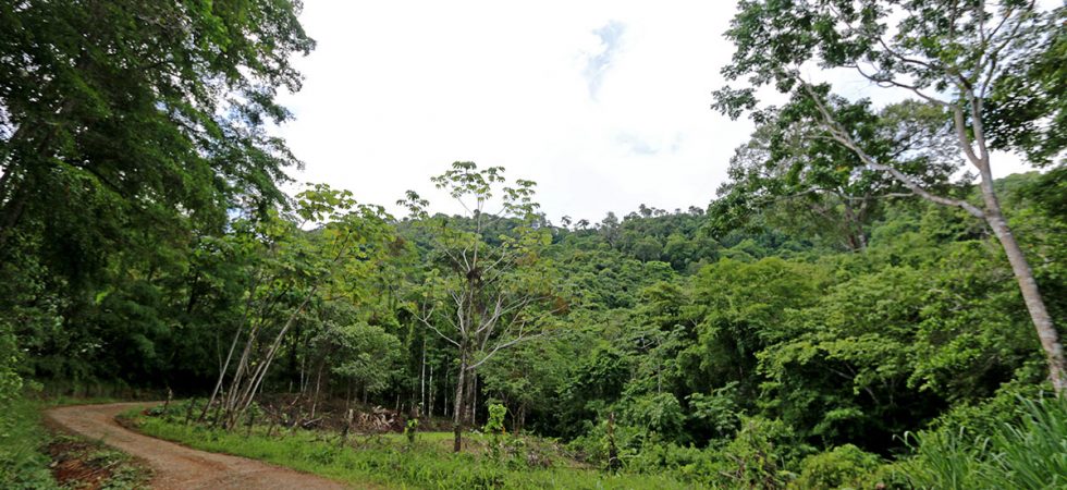 Large Land Parcel In Dominicalito Bordering A River In The Rainforest