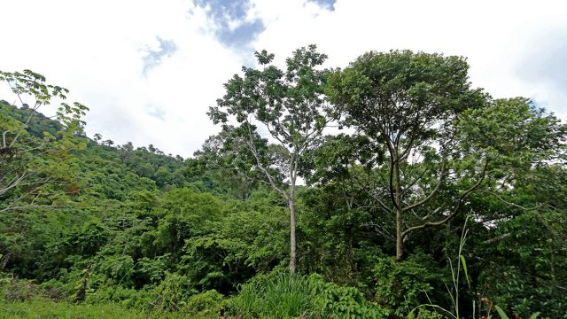 Tropical Environment