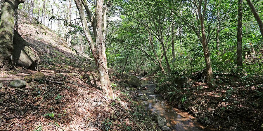 Forested Home Site With Creek In Quebradas Near Downtown San Isidro